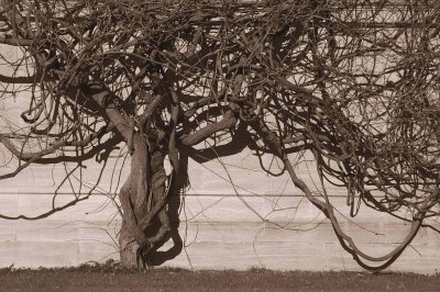 Wisteria vines sepia  3924