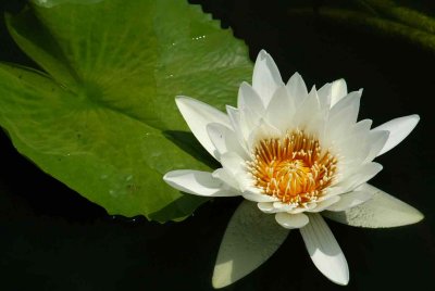 NO9025 Water lily
