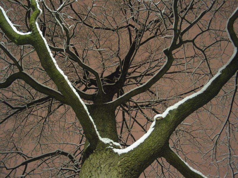 Tree with snow