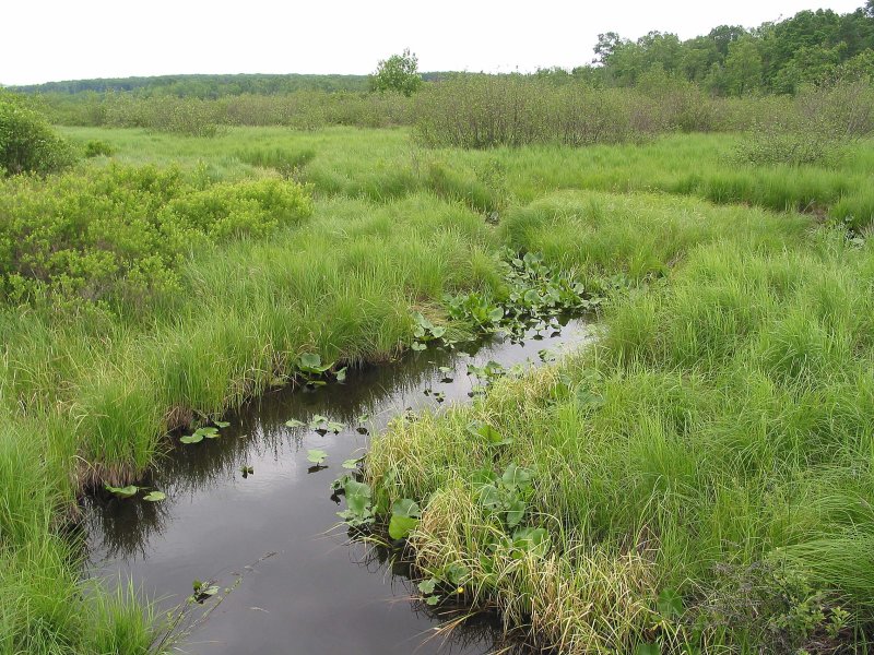 Black Moshannon