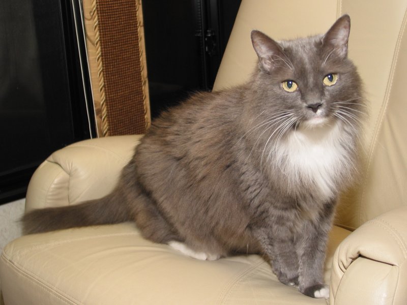 Miss Boots
