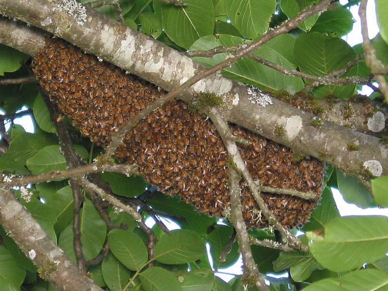 bee swarm