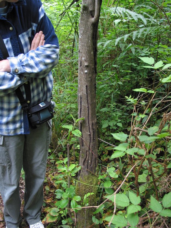 clawed tree