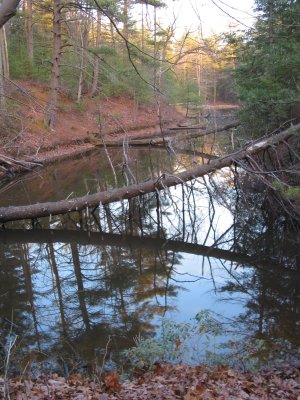 Barrens, Central PA