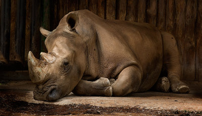 Rinoceronte cansado