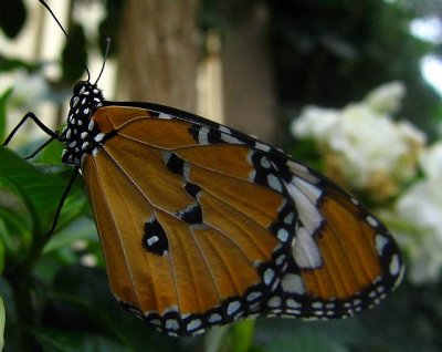 Danaus plexippus