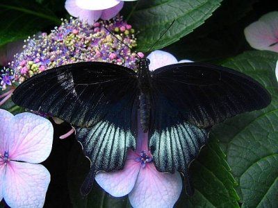 Papilio memnon