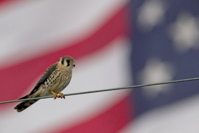 Guess what kind of Kestrel I am?