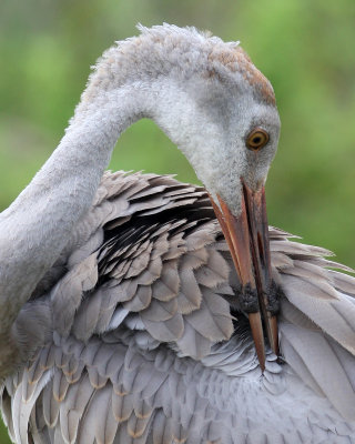 Maybe mom wont see me wiping my beak on my feathers!