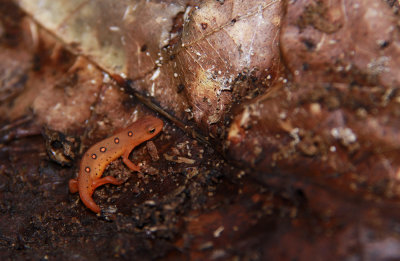 Red Eft