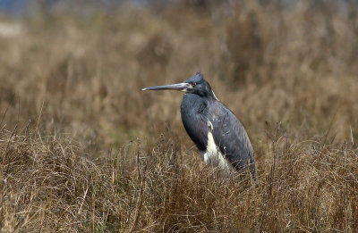 Tricolored Heron