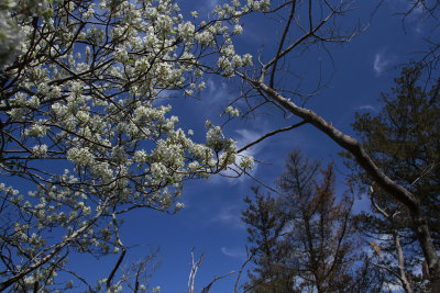 Serviceberry on edge of salt marsh