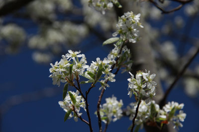 Serviceberry on edge of salt marsh