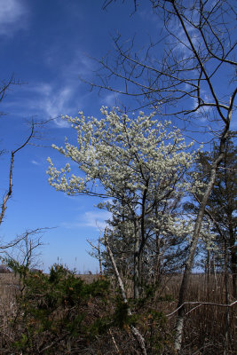 Serviceberry on edge of salt marsh