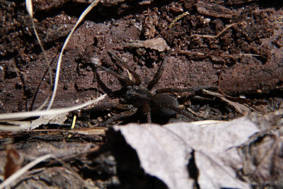 Big spider