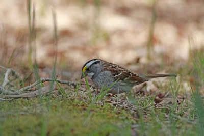 White-throated Sparrow