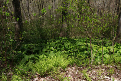 Lady Fern and Skunk Cabbage