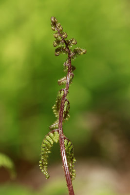 Lady Fern 