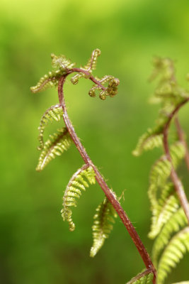 Lady Fern 