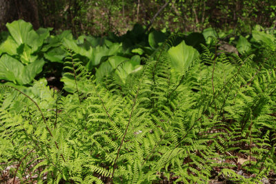 Lady Fern 