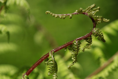 Lady Fern 