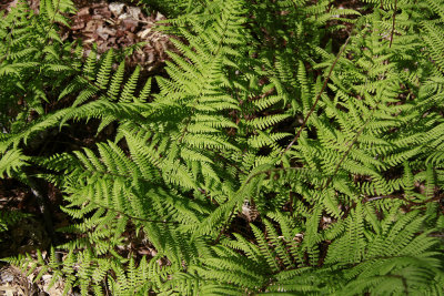 Lady Fern 