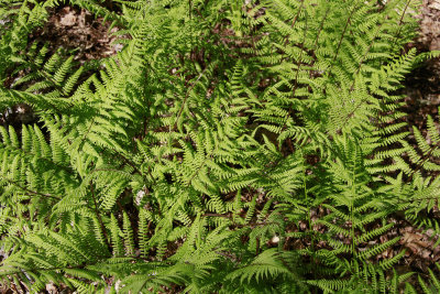 Lady Fern 