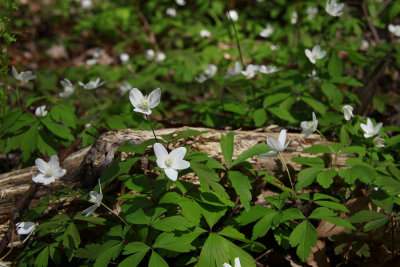 Anemonella quinquefolia- Wood Anemone