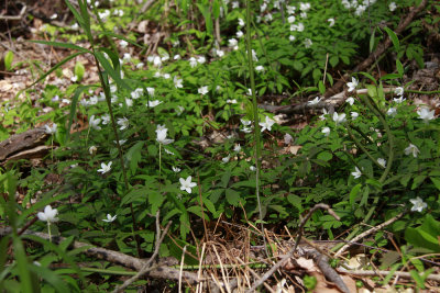Anemonella quinquefolia- Wood Anemone