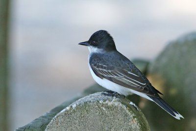 Eastern Kingbird
