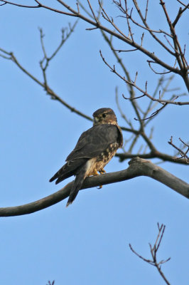 Merlin