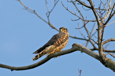 Merlin