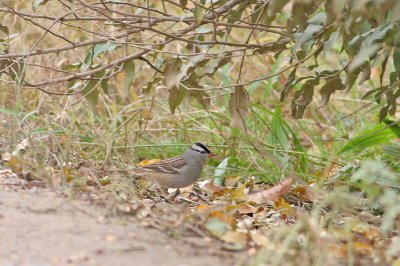 Adult White-crowned Sparrow