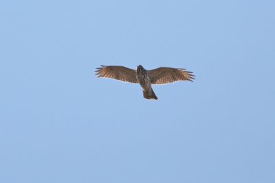 Broad-winged Hawk