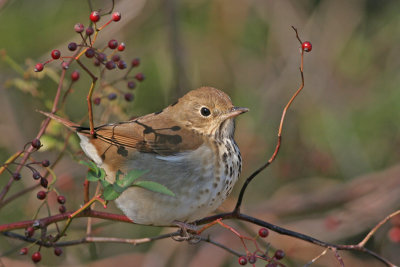 Hermit Thrush