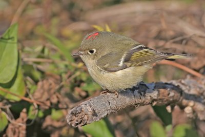 Ruby-crowned Kinglet