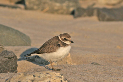 Semipalmated Plover