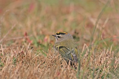 Golden-crowned Kinglet 