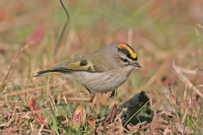 GC Kinglet