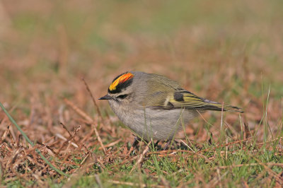 Golden-crowned Kinglet