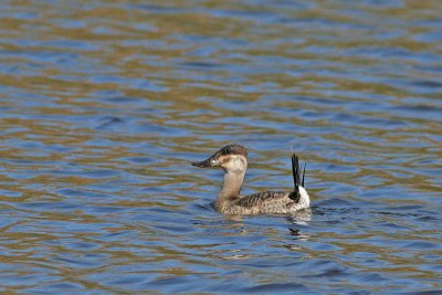 Ruddy Duck