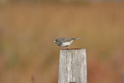 Dark-eyed Junco