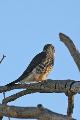 Merlin