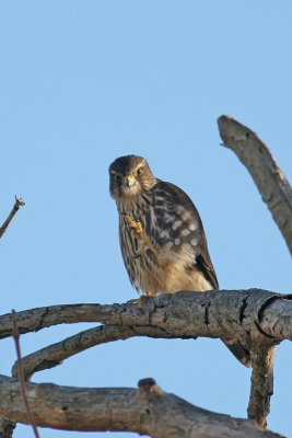 Merlin