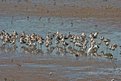 American Avocets