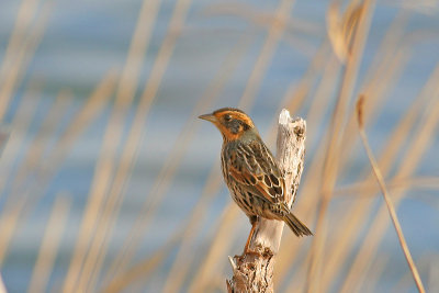 Saltmarsh Sharp-tailed Sparrow