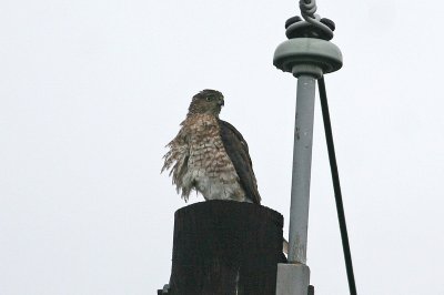 1.IMG_7761.JPG