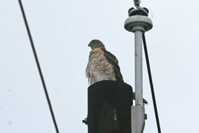 1.IMG_7766.JPG