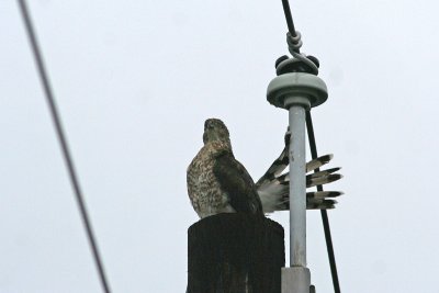 1.IMG_7767.JPG