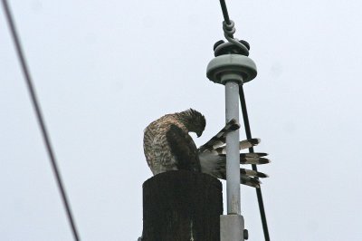1.IMG_7768.JPG